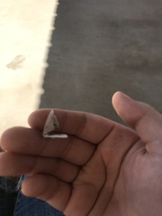 Frederickia s-signata