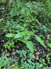 Boehmeria cylindrica