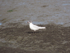 Ichthyaetus melanocephalus