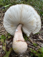 Leucoagaricus americanus
