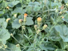 Sonchus arvensis arvensis