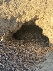 Crotalus oreganus oreganus