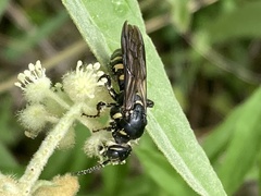 Myzinum obscurum