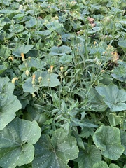 Sonchus arvensis arvensis