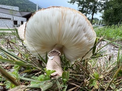 Leucoagaricus americanus