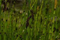 Equisetum hyemale