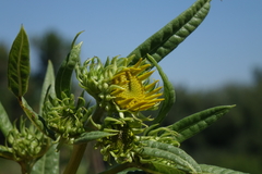 Helianthus nuttallii
