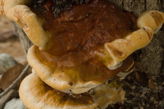Ganoderma