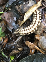 Nyssodesmus python