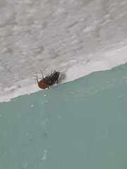 Camponotus sansabeanus