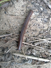 Narceus americanus