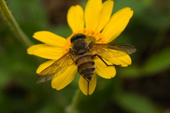 Tabanidae