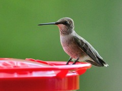 Archilochus alexandri