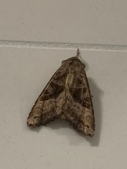 Phlogophora periculosa