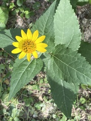Heliopsis helianthoides