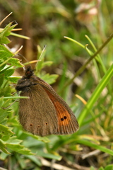 Erebia epiphron
