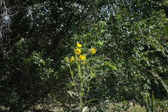 Helianthus nuttallii