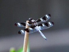 Libellula pulchella