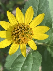 Heliopsis helianthoides