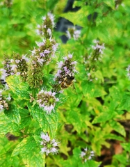 Eristalis tenax