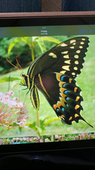 Papilio palamedes
