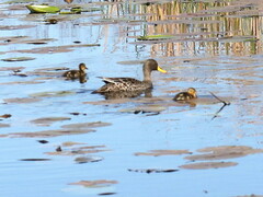 Anas undulata undulata