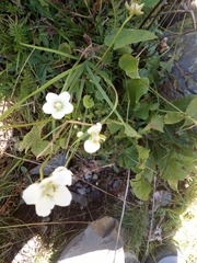 Parnassia palustris