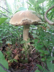 Leccinum holopus