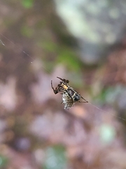Micrathena gracilis