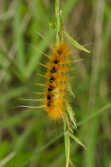 Pygarctia roseicapitis