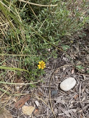 Wedelia hispida