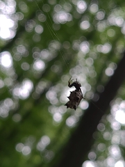 Micrathena gracilis