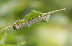 Notodonta scitipennis