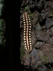 Nyssodesmus python