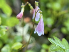 Linnaea borealis