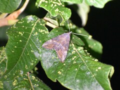 Hypena