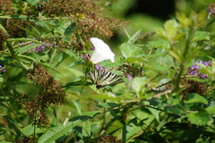 Iphiclides podalirius