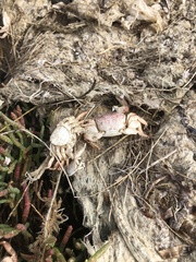 Pachygrapsus crassipes