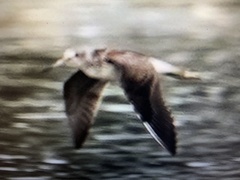 Charadriiformes