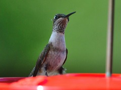 Archilochus alexandri