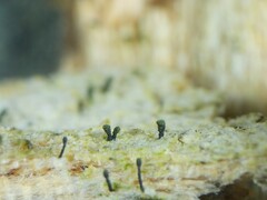 Microcalicium ahlneri