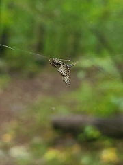 Micrathena gracilis