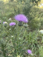 Cirsium discolor