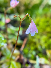 Linnaea borealis