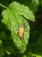 Stictoleptura rubra