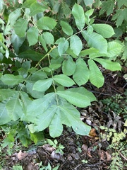 Carya tomentosa