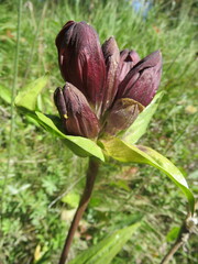 Gentiana purpurea