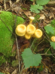 Basidiomycota