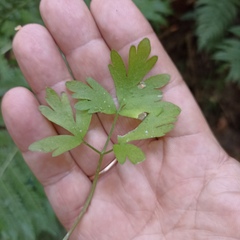 Adoxa moschatellina