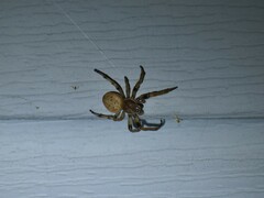 Larinioides cornutus